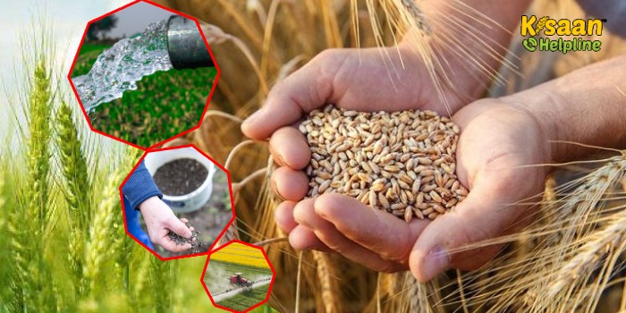 गेहूं का अधिक उत्पादन प्राप्त करने के लिए रखें खाद, पानी और फसल सुरक्षा का विशेष ध्यान